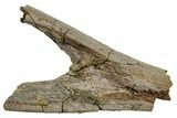 Hadrosaur (Edmontosaurus) Chevron Bone Section - Wyoming #265719-1
